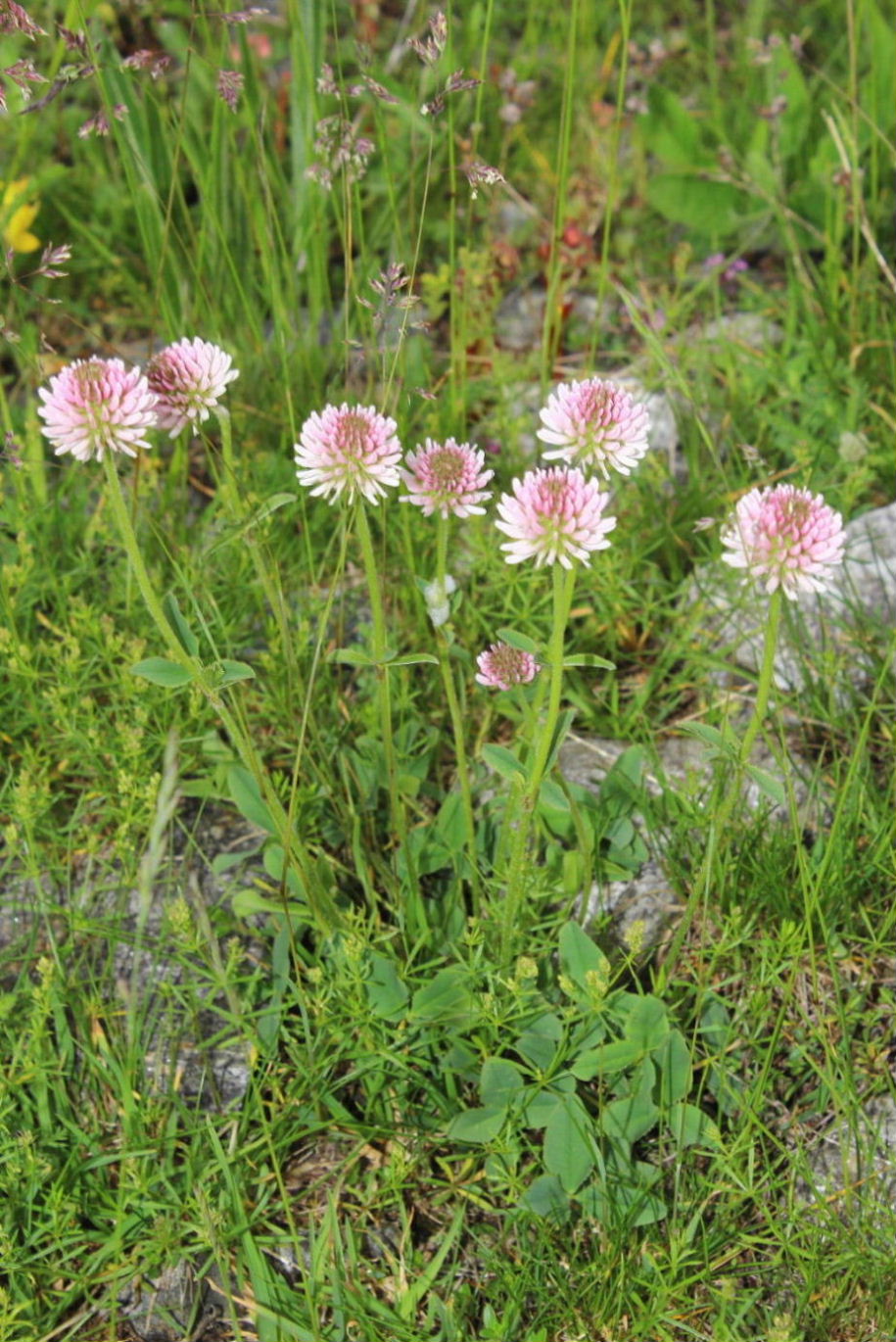 Trifolium montanum / Trifoglio montano